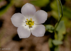 Eustoma exaltatum exaltatum