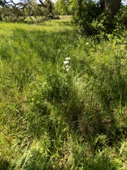 Allium fraseri