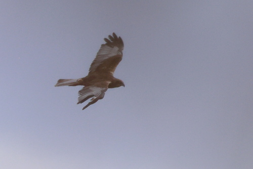 Western Marsh Harrier