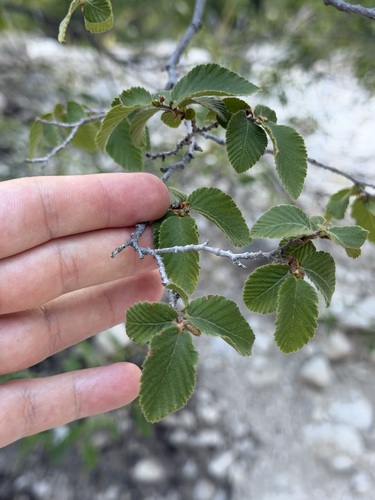 Ostrya knowltonii