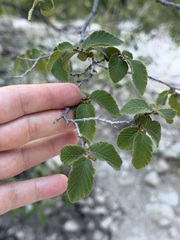 Ostrya knowltonii
