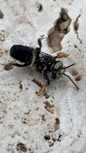 Megachile sidalceae