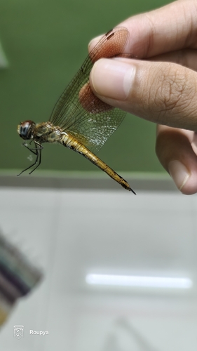 Wandering Glider