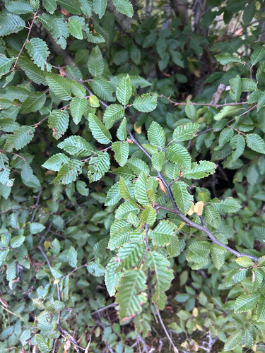 Eastern Hornbeam
