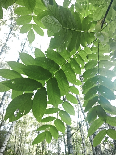 Juglans mandshurica, photograph 4