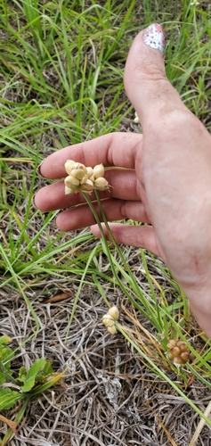 Allium canadense var. canadense image