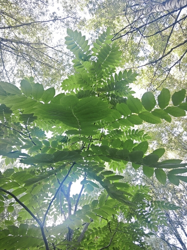 Juglans mandshurica, photograph 5