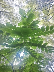 (c) Artem Abdukakharov, some rights reserved (CC BY) Juglans mandshurica, photograph (c) Artem Abdukakharov, some rights reserved (CC BY)