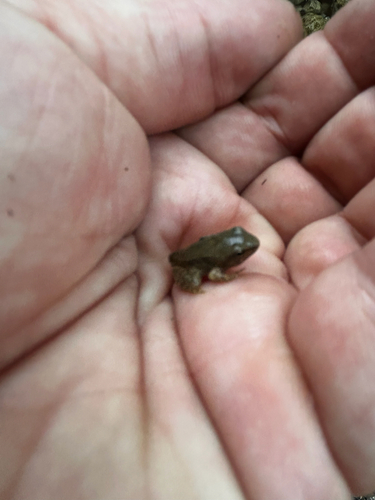 Italian Stream Frog