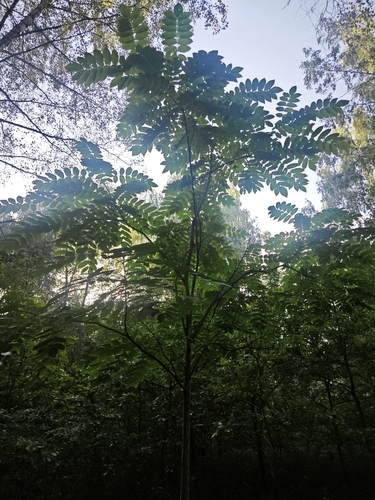 Juglans mandshurica, photograph 6