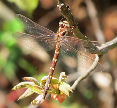 Cordulegaster bilineata