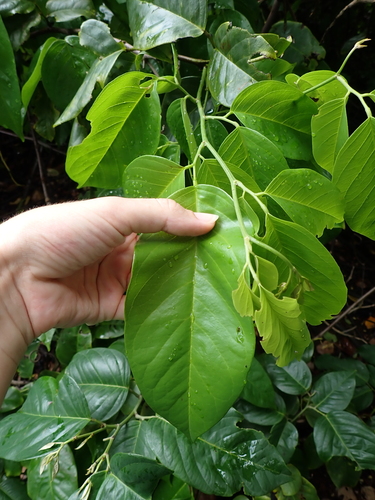 Dalbergia ovalis, 2026-09-09