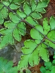 Myriopteris microphylla