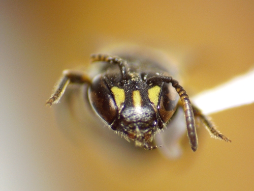 Conspicuous Masked Bee