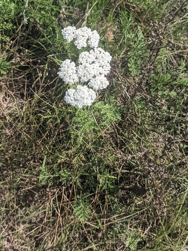Achillea nobilis, photograph 4