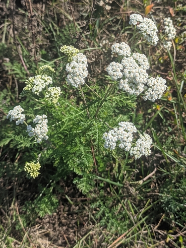 Achillea nobilis, photograph 5