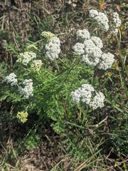Achillea nobilis, photograph (c) Марина Давлетшина, some rights reserved (CC BY)