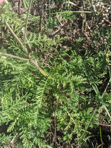 Achillea nobilis, photograph 6