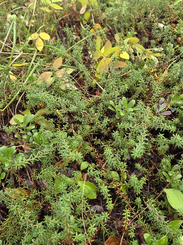 black crowberry