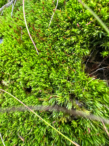 Oligotrichum hercynicum observed 2026-09-10