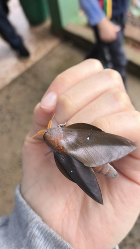 Othorene purpurascens