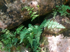 Myriopteris microphylla