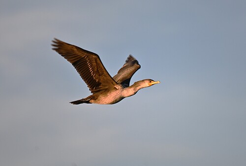 Double-crested Cormorant