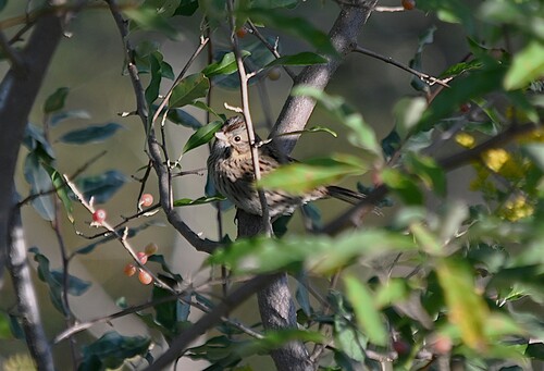 Lincoln's Sparrow