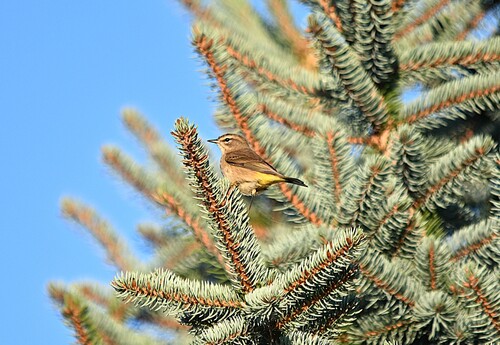 Palm Warbler