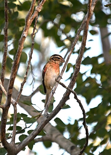 Rose-breasted Grosbeak