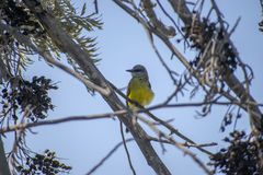 Tyrannus melancholicus