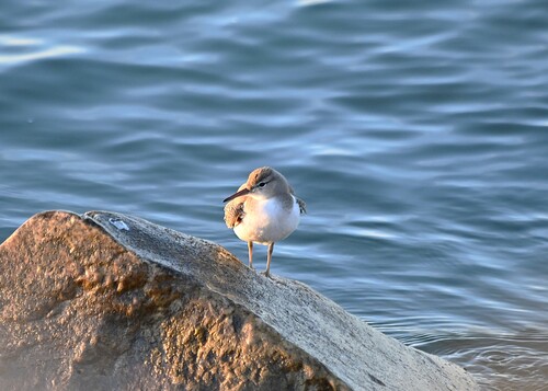 Spotted Sandpiper