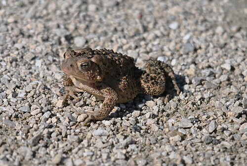 American Toad