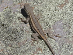Sceloporus virgatus
