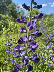 Baptisia australis aberrans