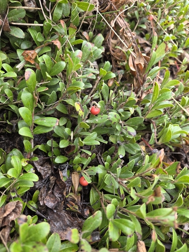 bearberry