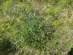 Baptisia australis aberrans