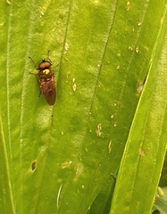 Chloromyia