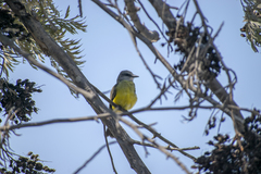 Tyrannus melancholicus