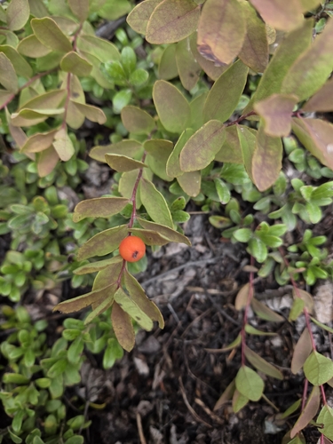 Northern Comandra