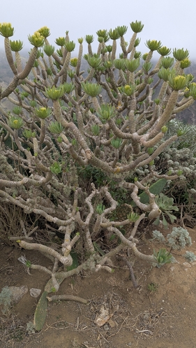 Kleinia neriifolia