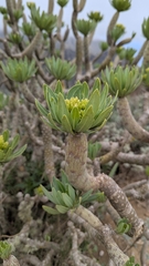 Kleinia neriifolia, photograph (c) Christoph Kramer, some rights reserved (CC BY)