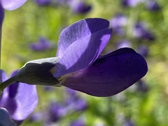 Baptisia australis aberrans