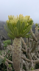 Kleinia neriifolia, photograph (c) Christoph Kramer, some rights reserved (CC BY)