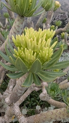 Kleinia neriifolia, photograph (c) Christoph Kramer, some rights reserved (CC BY)