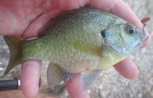 Bluegill