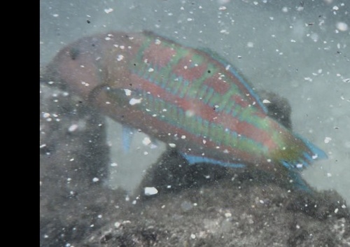 Thalassoma trilobatum, 2026-09-09