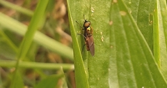 Chloromyia