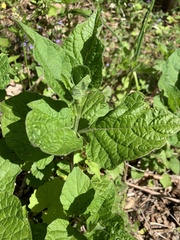 Physalis heterophylla