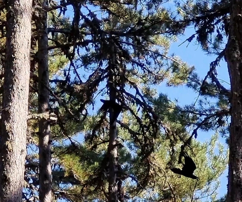 Common Raven